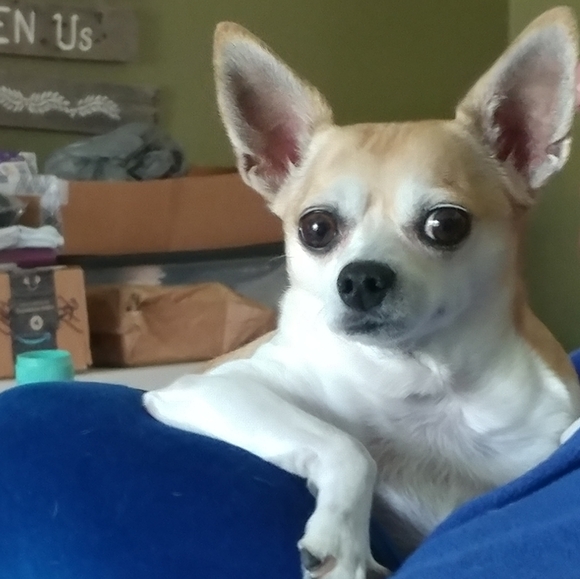 Meet your Posher, Miranda - Picture 6 of 6